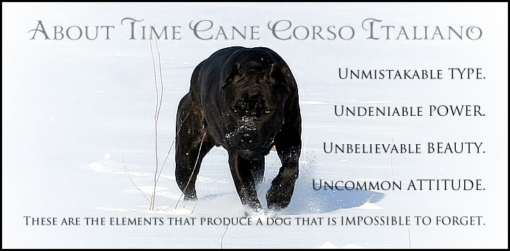 About Time Cane Corso Italiano - Breeder of Show, Working, Service, and Companion Dogs & Puppies