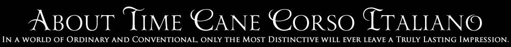 About Time Cane Corso Italiano - Breeder of Show, Working, Service, and Companion Dogs & Puppies